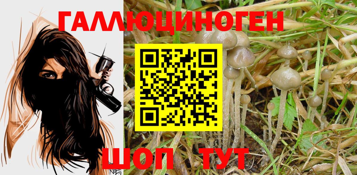 Кисловодск  Галлюциногенные грибы Psilocybine cubensis  Вход с VPN 